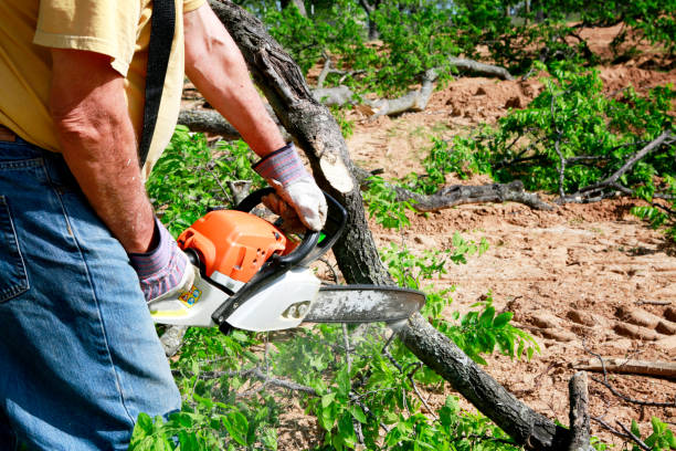 Professional Tree Services in Shoshone, ID